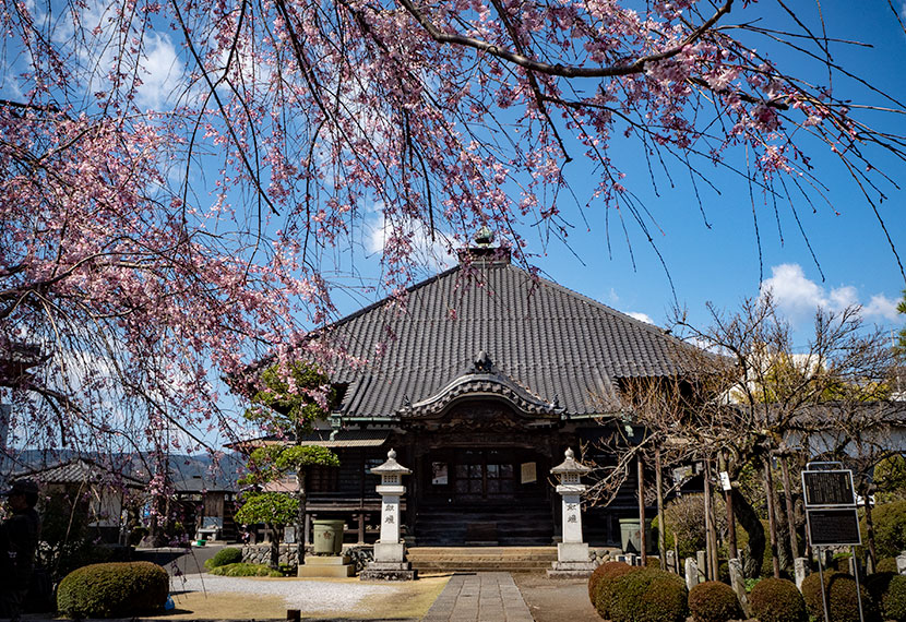 金剛寺と桜